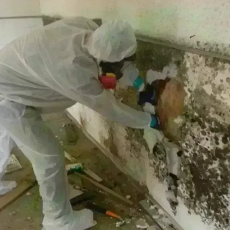 Mold Remediation and Removal in Fenton, MI